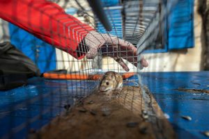 mice removal